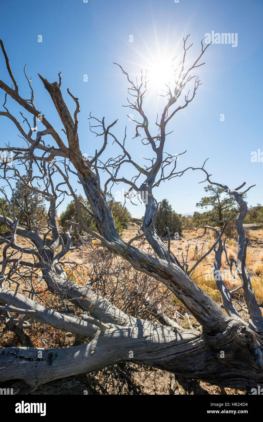Dead pine tree trunk hires stock photography and images Alamy