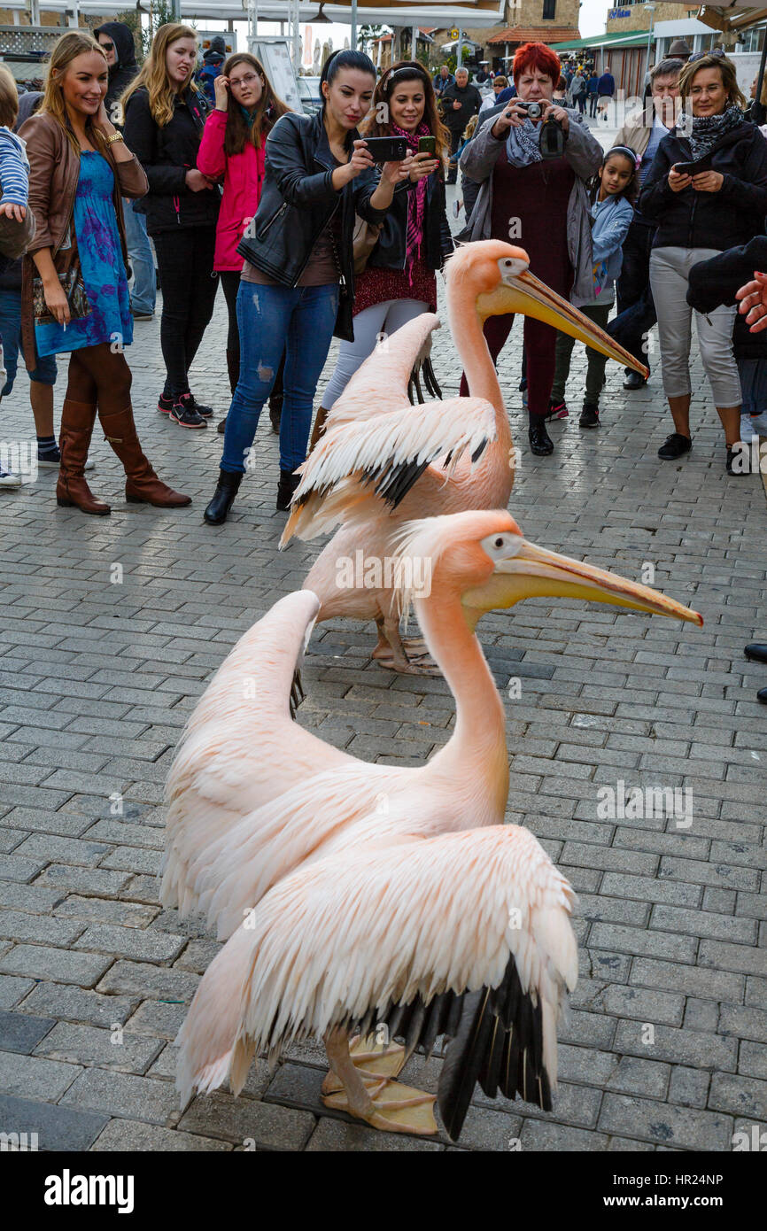Tourists photograph pink pelicans outside The Pelican Restaurant, Paphos, Cyprus Stock Photo