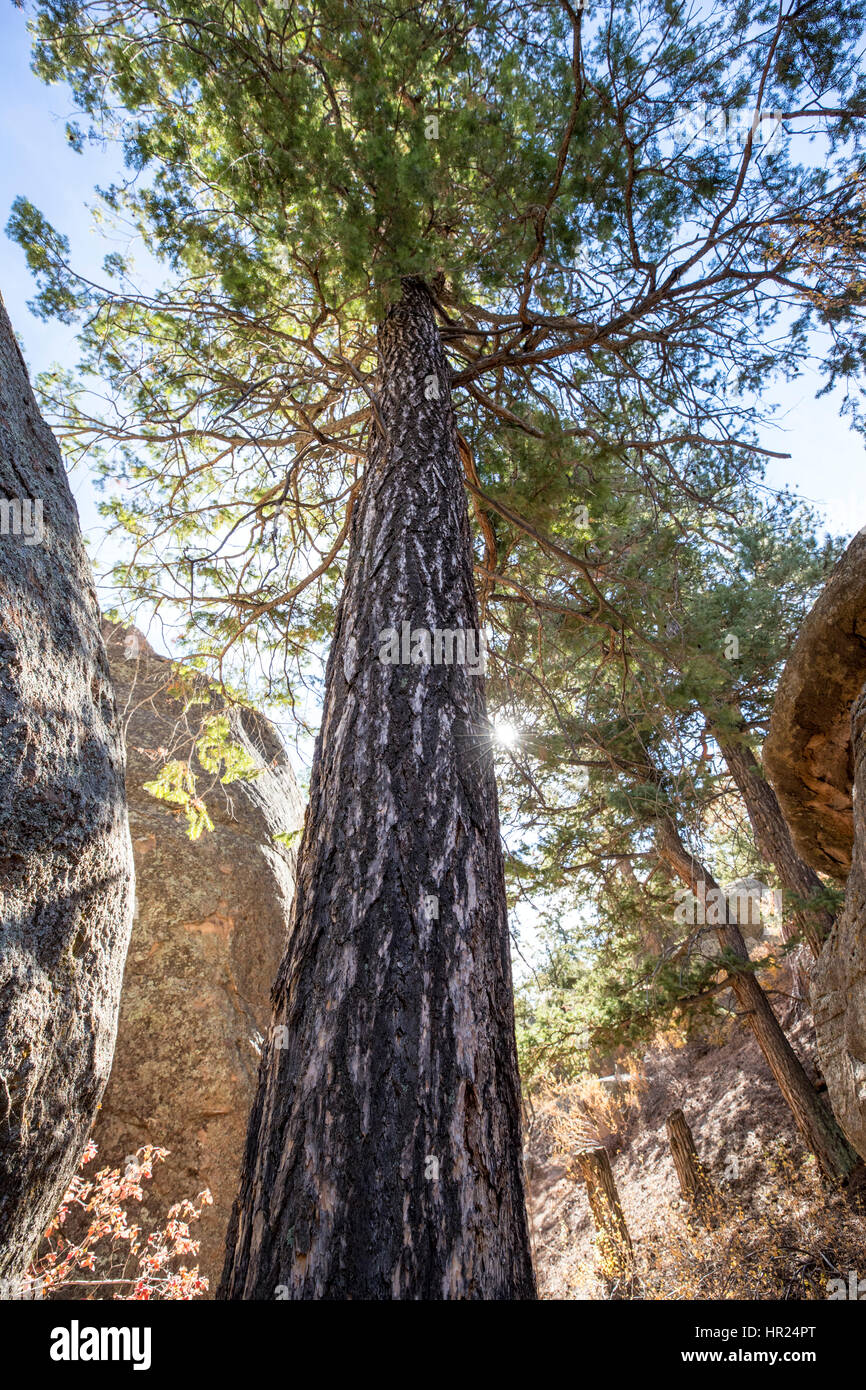 Douglas fir; Douglas-fir; Pseudotsuga; Penitente Canyon; Colorado; USA Stock Photo