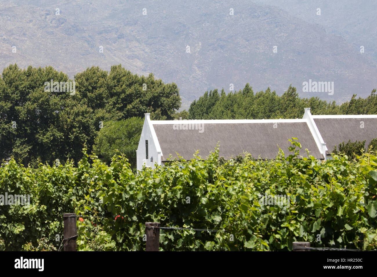 La Motte Winery, Franschhoek Valley, Cape Winelands, South Africa Stock