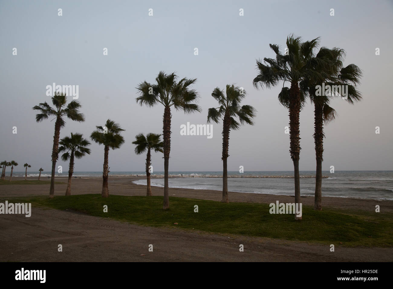 Palm tree Seaside Malaga. Spain Stock Photo