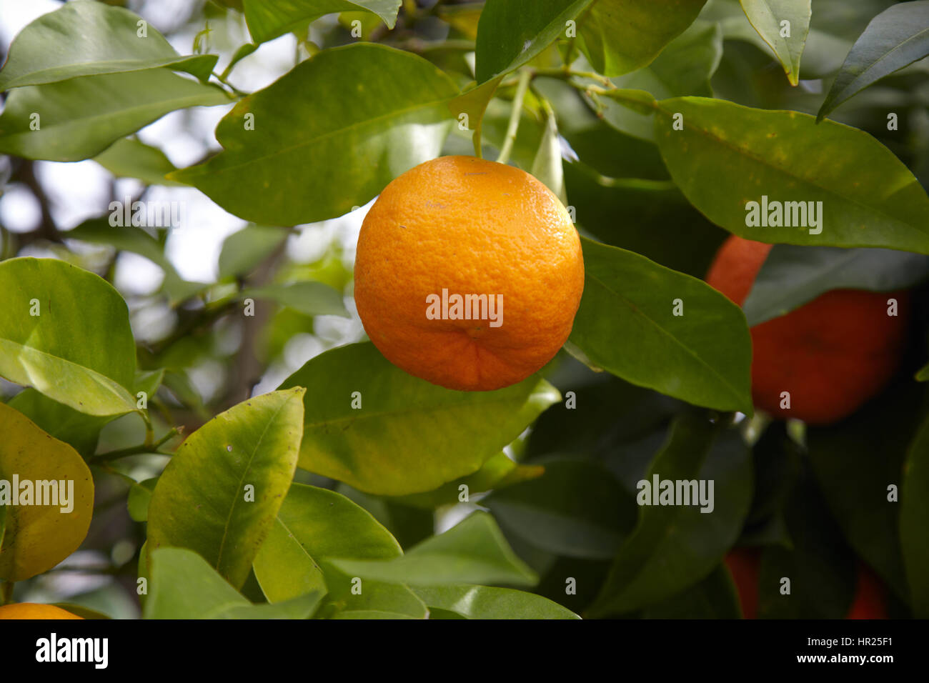 Lemon tree whit fruit Stock Photo