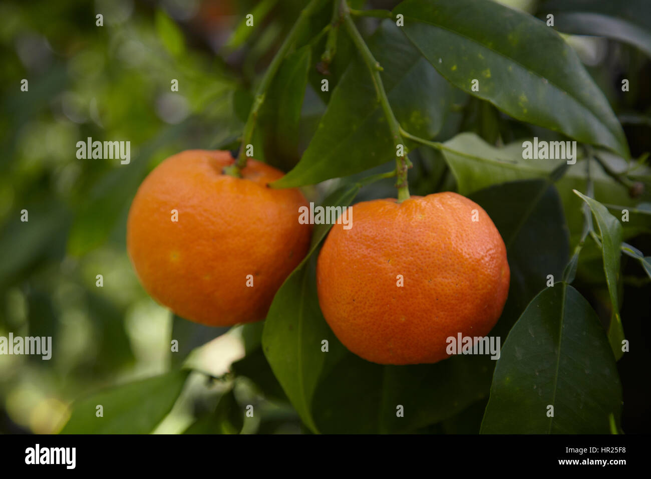 Lemon tree whit fruit Stock Photo Alamy