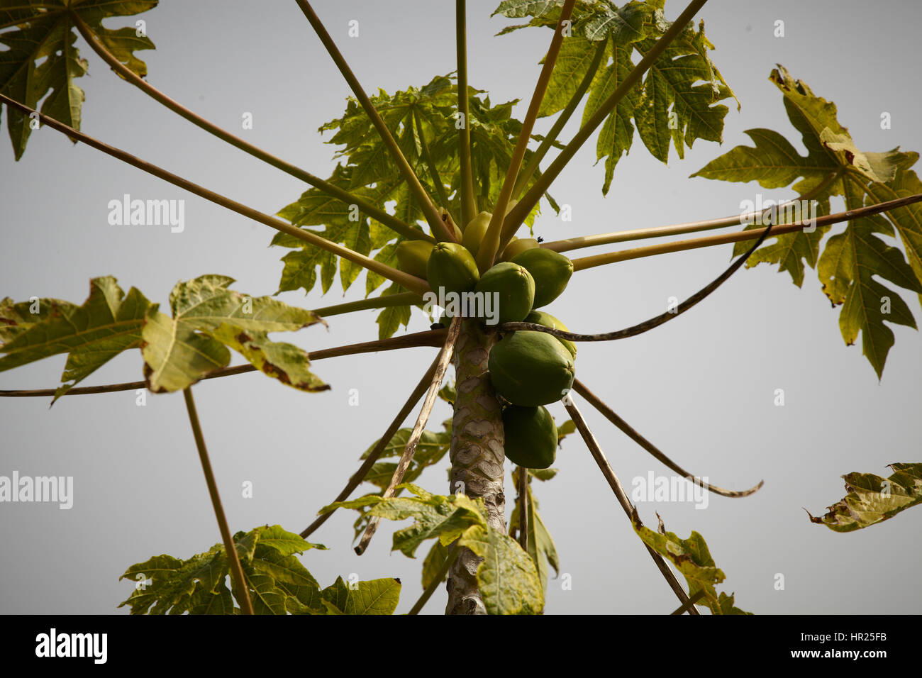 Papaya tree with fruit. Malaga. Botanic Garden. Spain. Stock Photo