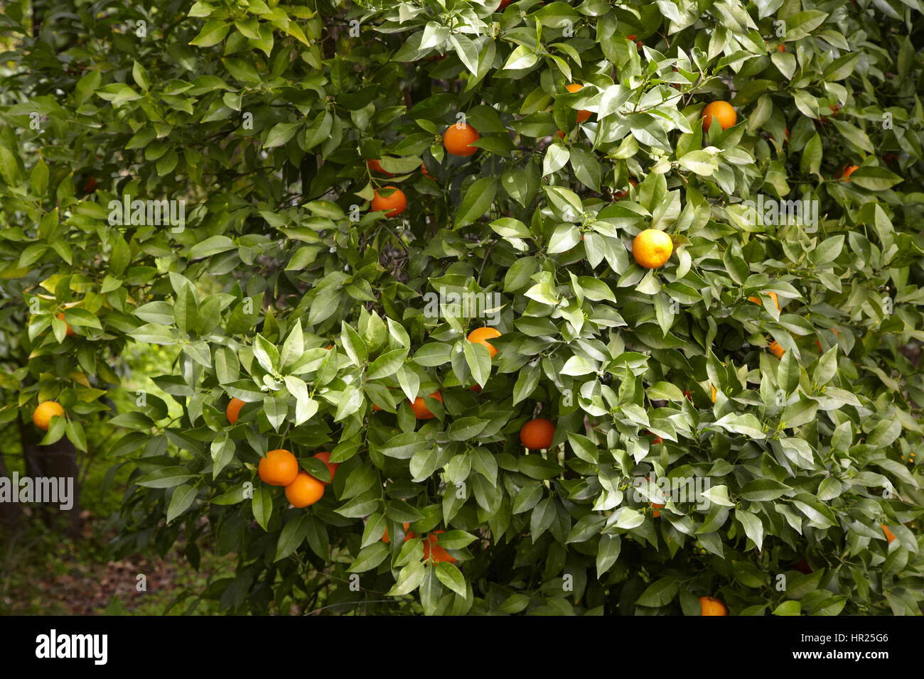 Lemon Tree whit fruit Stock Photo