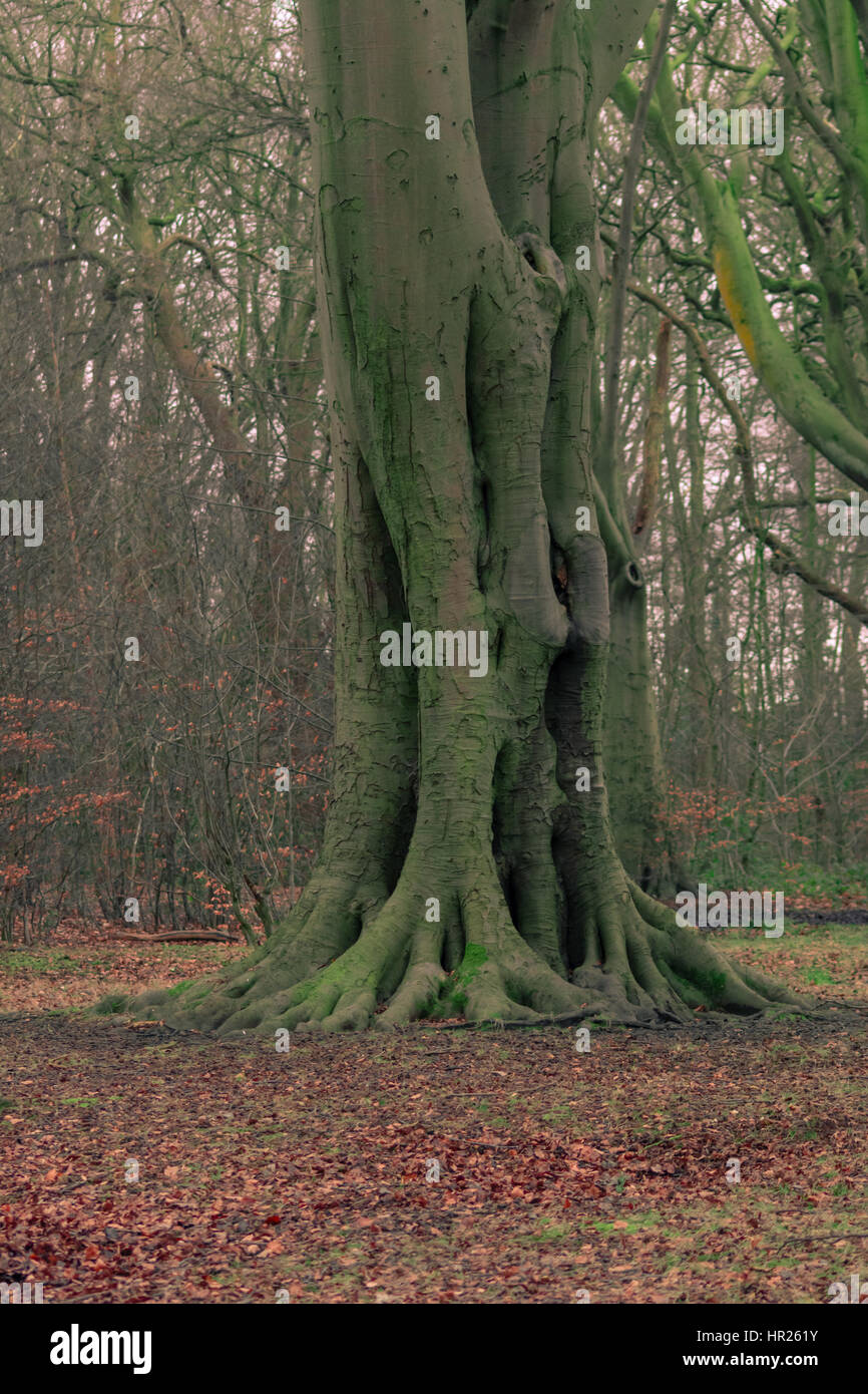 Lonely Tree in Forest Stock Photo - Alamy