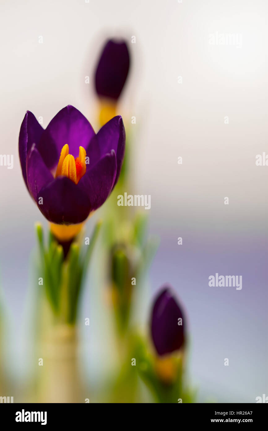 Saffron wallpaper hi-res stock photography and images - Alamy