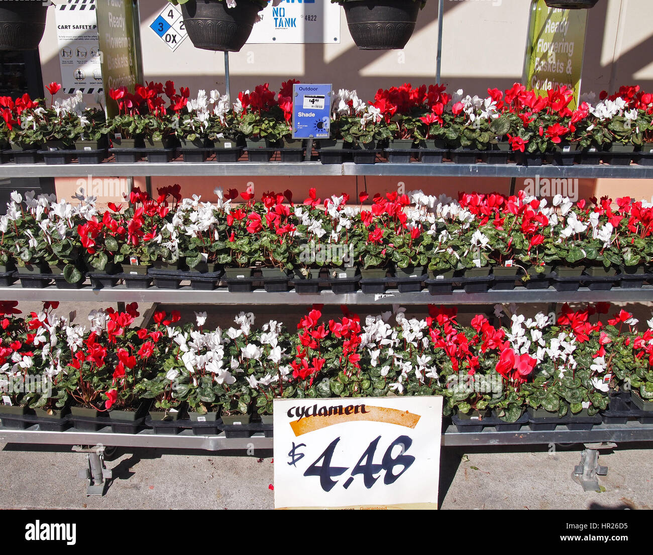 spring flowers sale at home depot store, california, usa, late stock
