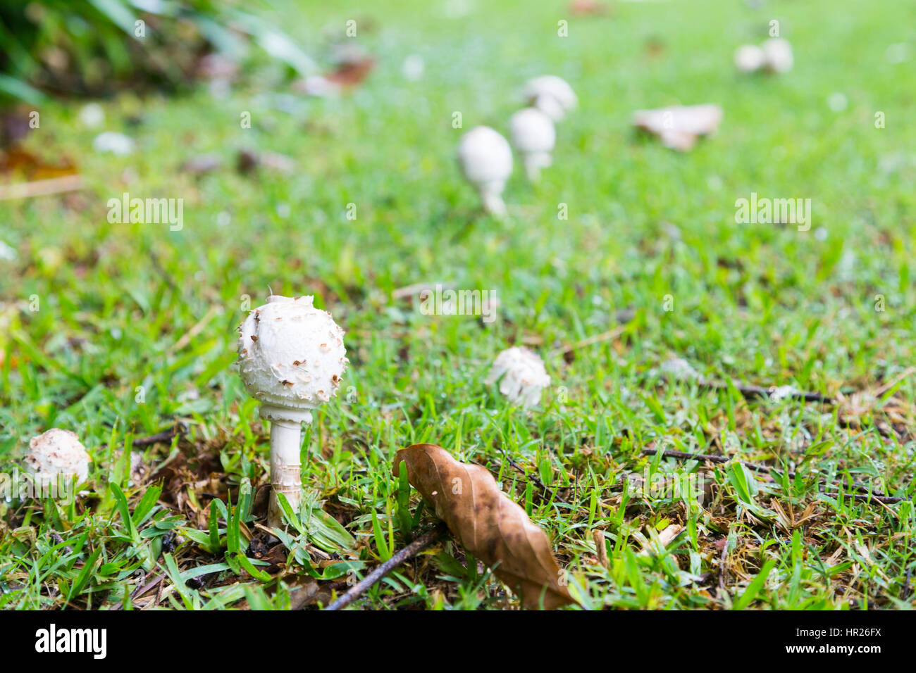 Newly sprouted grass hires stock photography and images Alamy