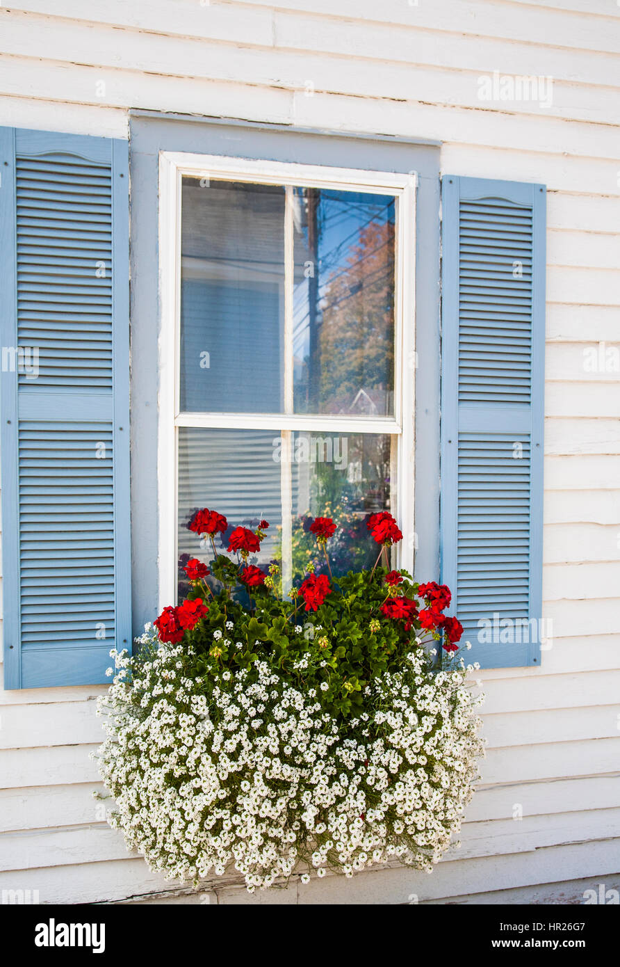 Vintage house window with blue shutters, window planter with red geranium flowers, snowflake flowers in Vermont, New England spring windowbox Stock Photo