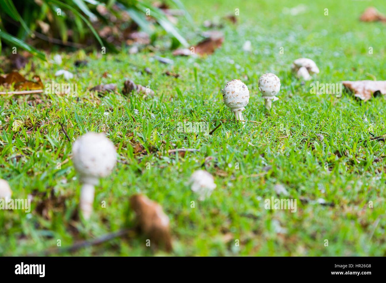Mushrooms growing on the grass Stock Photo Alamy
