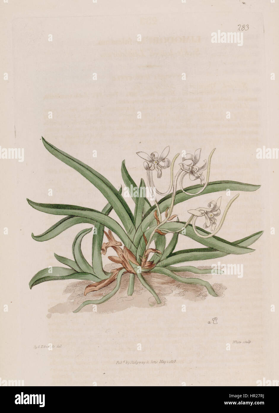 Neofinetia falcata (as Limodorum falcatum) - Bot. Reg. 4 pl.283 (1818) Stock Photo