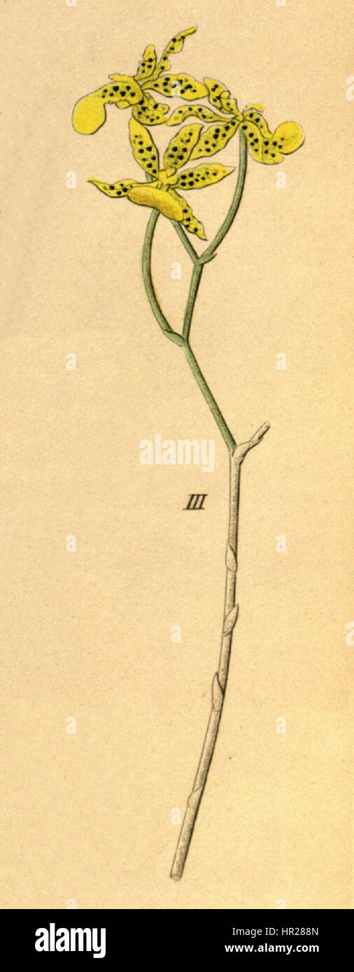 Oncidium lentiginosum (as Oncidium pardalis)- fig. 3, cutout from -Xenia 1-63 (1858) Stock Photo