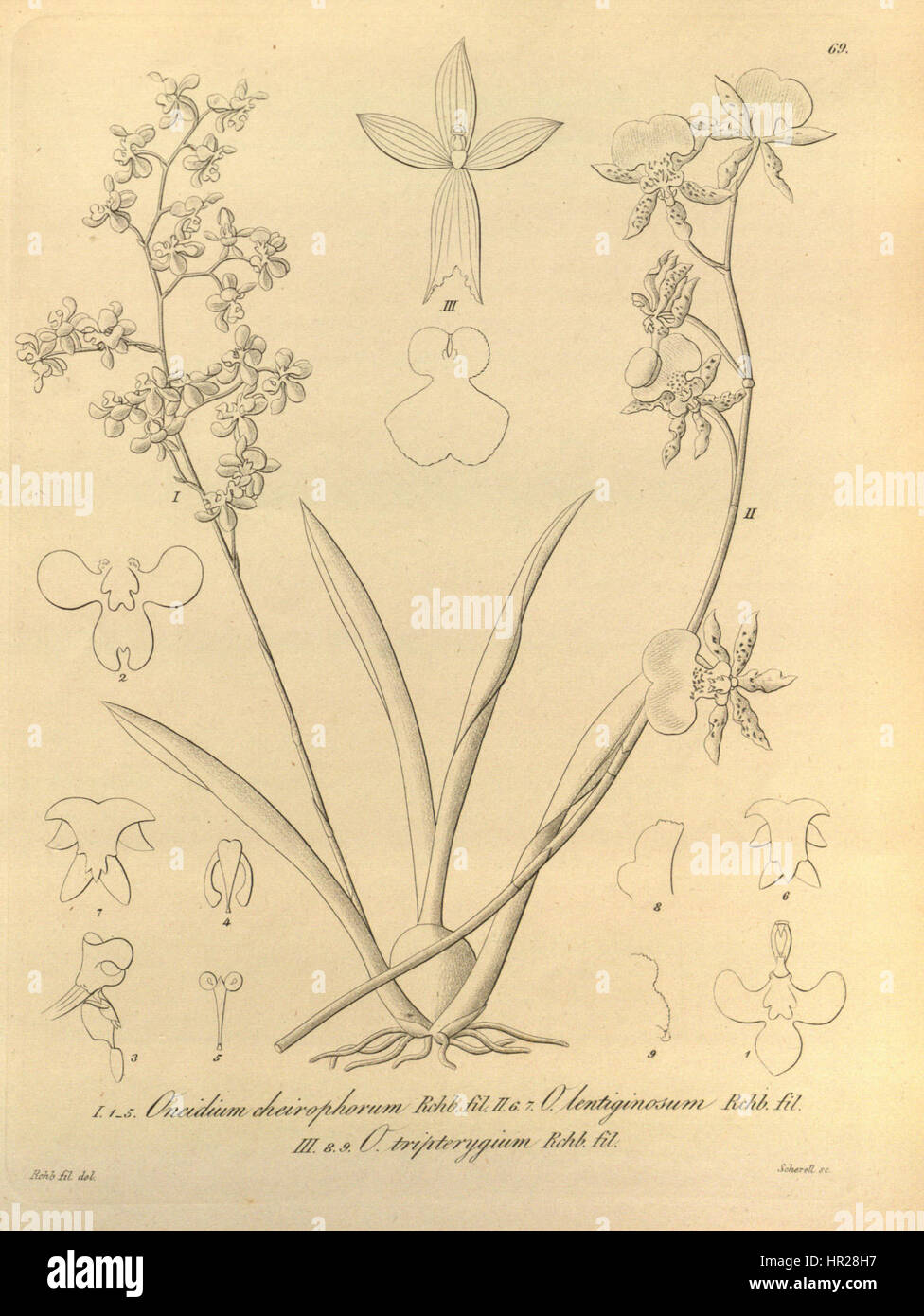 Oncidium cheirophorum - Oncidium lentiginosum - Caucaea tripterygia (as Onc. tripterygium) - Xenia 1 pl. 69 (1858) Stock Photo