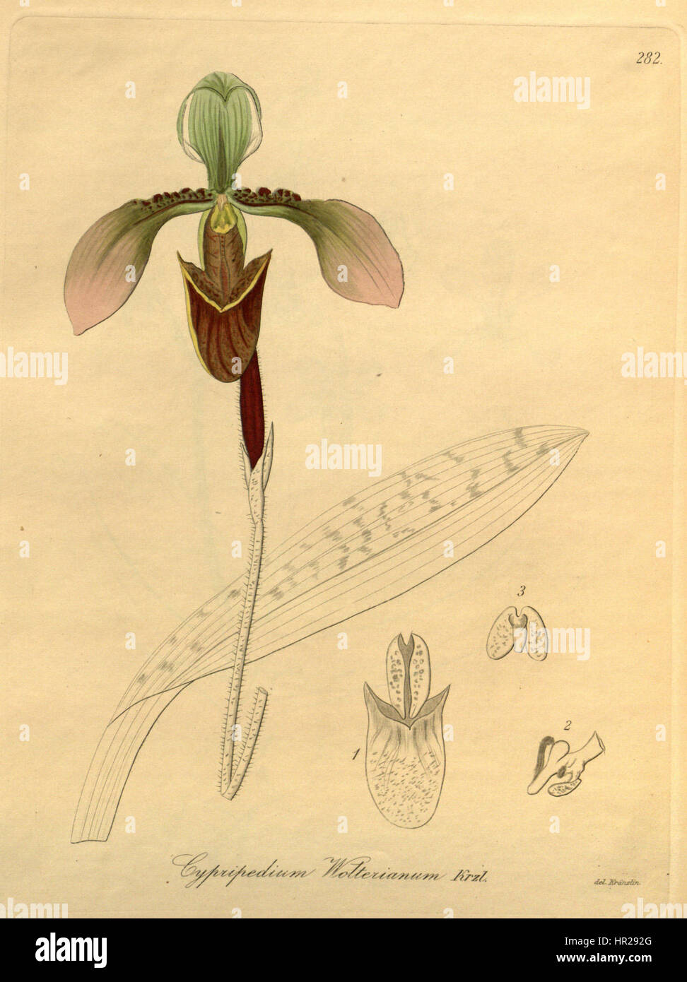 Paphiopedilum appletonianum (as Cypripedium wolterianum) - Xenia 3-282 (1896) Stock Photo