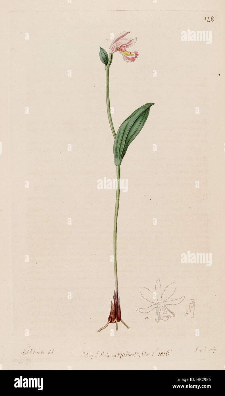 Pogonia ophioglossoides - The Bot. Reg. 2 pl. 148 (1816) Stock Photo