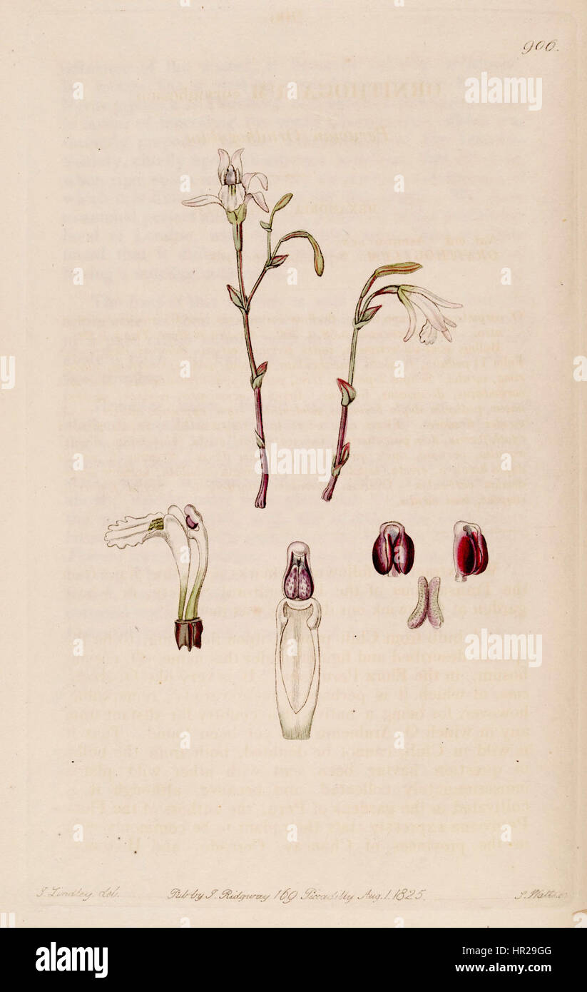 Pogonia ophioglossoides (as Pogonia pendula) - Bot. Reg. 11 pl. 906 (descr. 908) (1825) Stock Photo