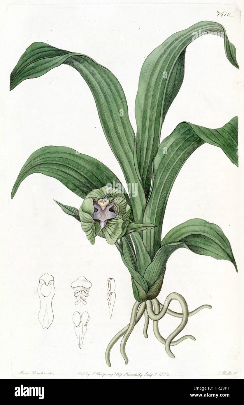 Pabstia viridis (as Maxillaria viridis) - Edwards vol 18 pl 1510 (1832) Stock Photo