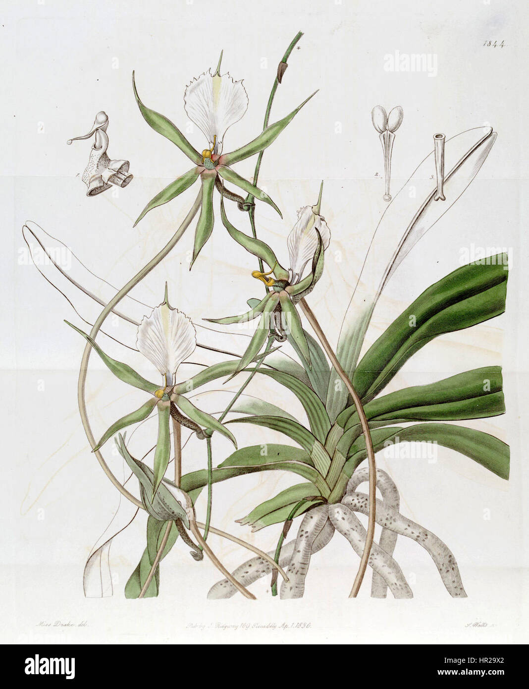 Plectrelminthus caudatus (as Angraecum caudatum) - Edwards vol 22 pl 1844 (1836) Stock Photo