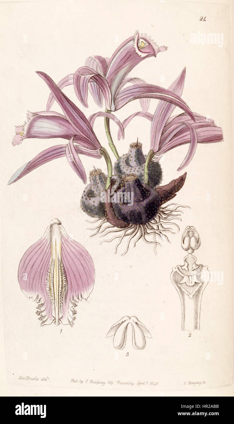 Pleione praecox (as Coelogyne wallichiana) - Edwards vol 26 (NS 3) pl 24 (1840) Stock Photo