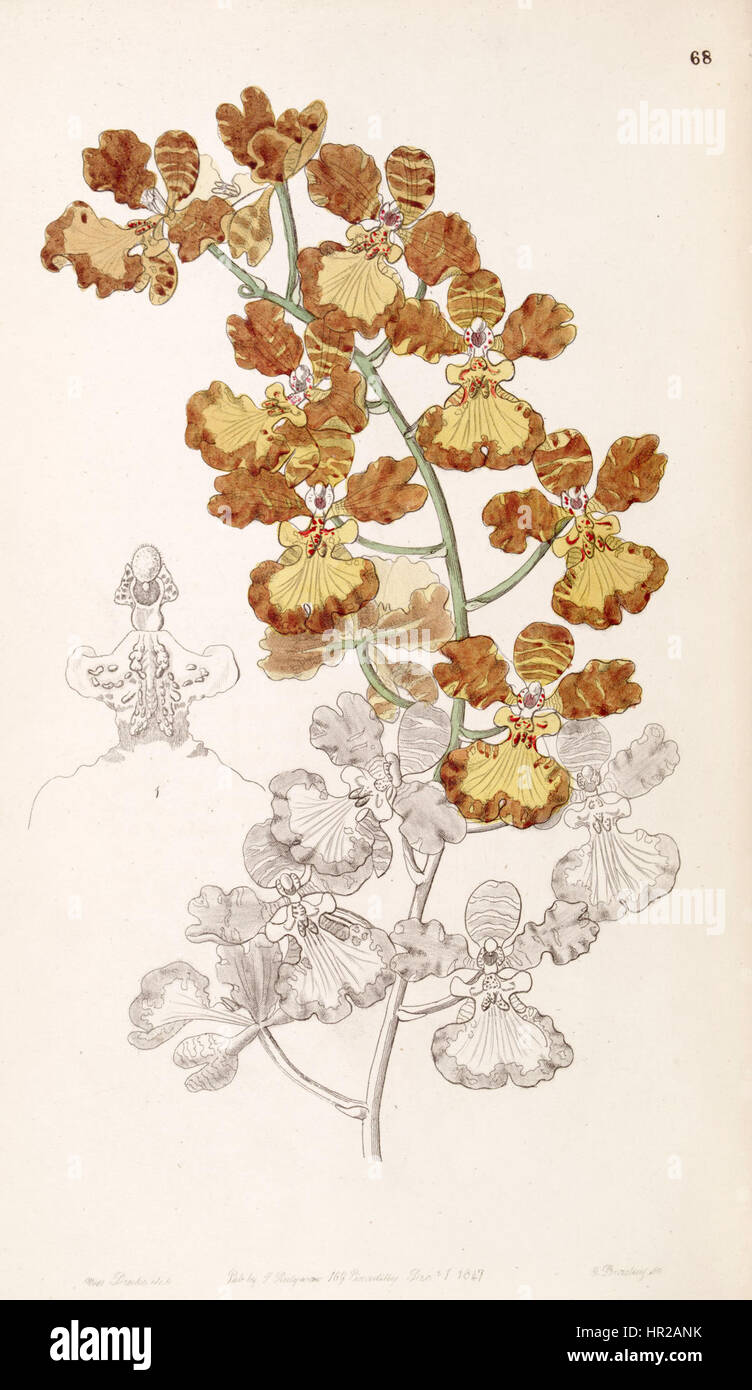 Oncidium gardneri (as Oncidium curtum) - Edwards vol 33 (NS 10) pl 68 (1847) Stock Photo