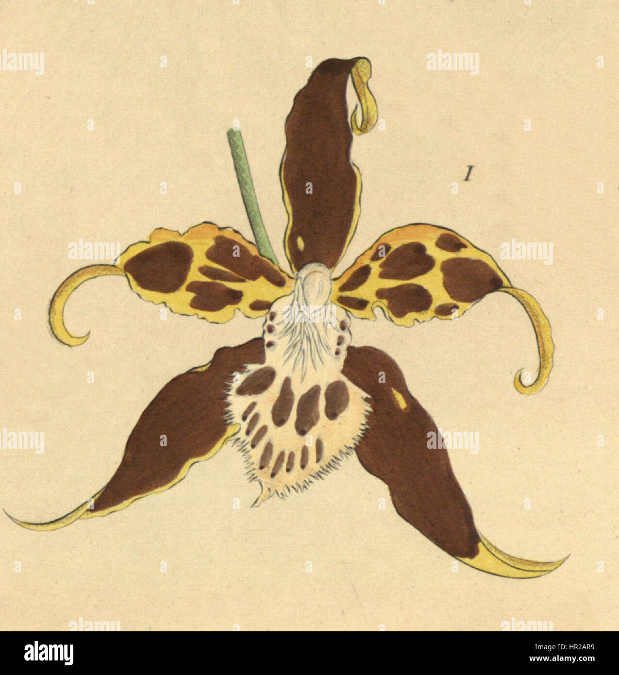Odontoglossum hallii - fig. 1, cutout from Xenia 1-63 (1858) Stock Photo