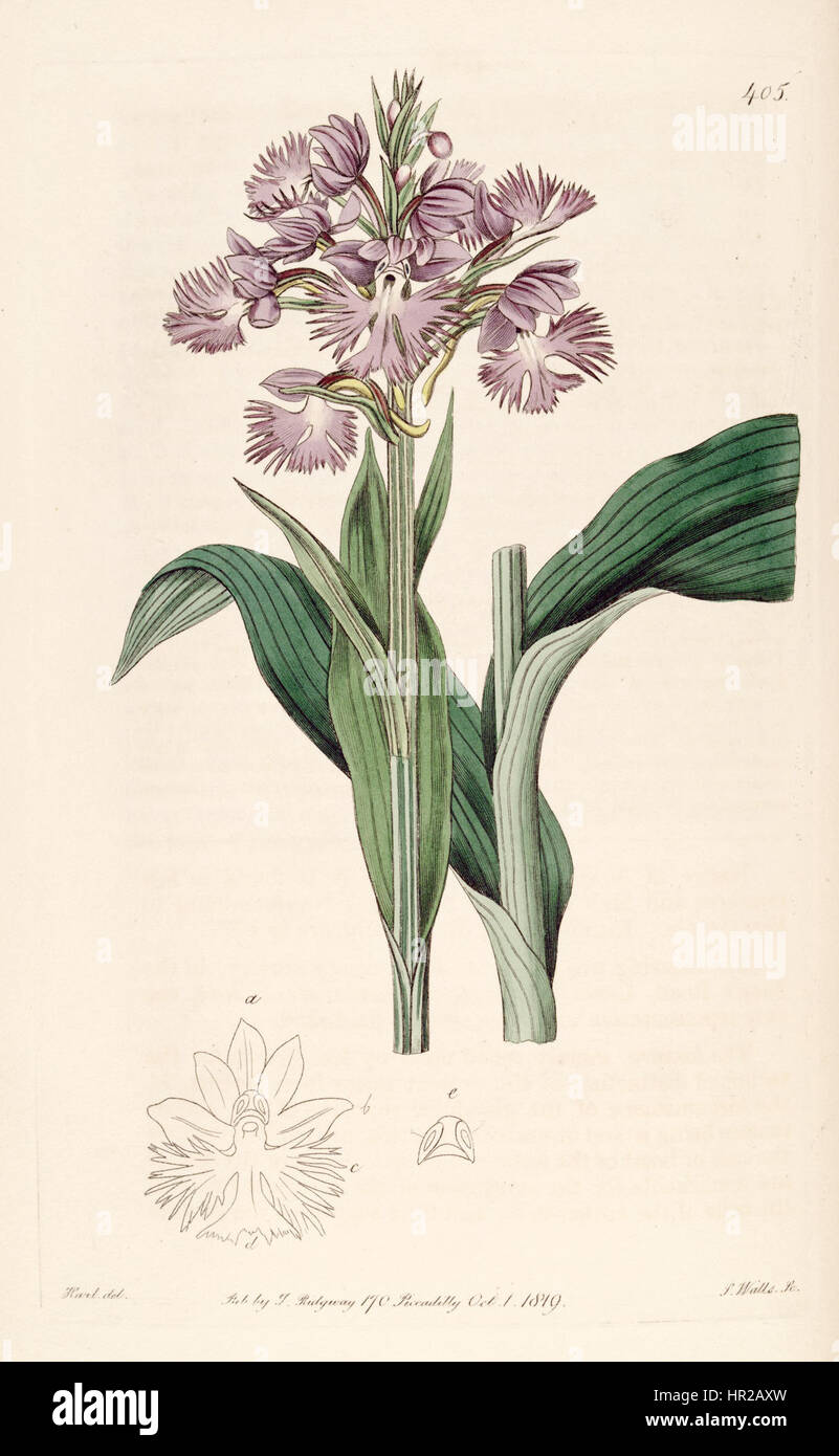 Platanthera grandiflora (as Habenaria fimbriata) - Bot. Reg. 5 pl.405 (1819) Stock Photo