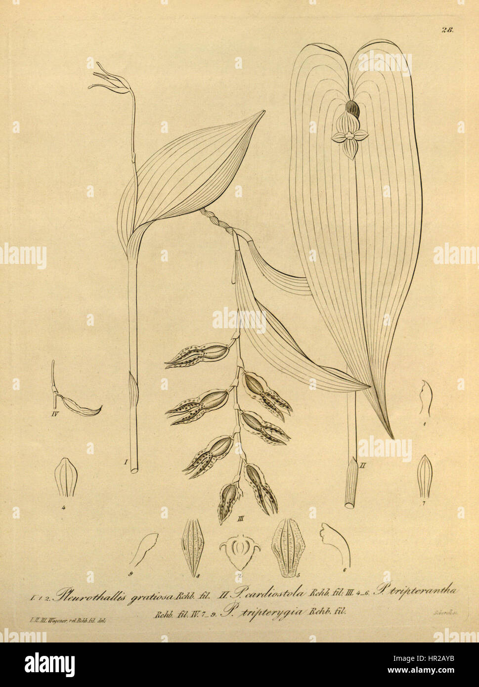 Pleurothallis gratiosa - Pleurothallis cardiostola - Pabstiella tripterantha (as Pleurothallis tripterantha and Pl.tripterygia) - Xenia vol 1 pl 28 (1858) Stock Photo