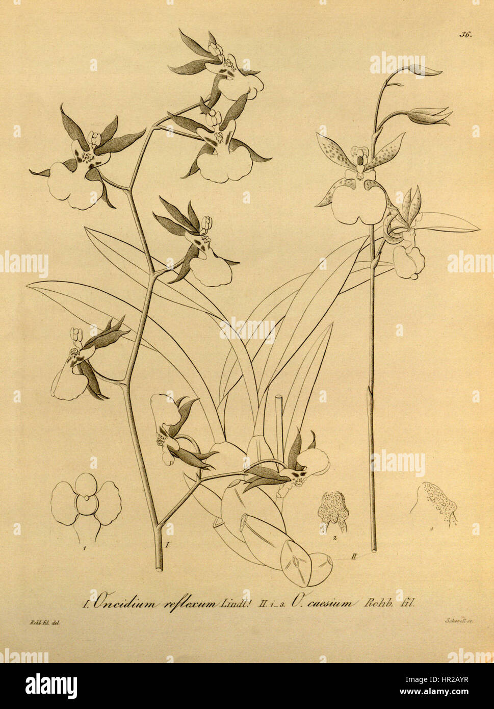 Oncidium reflexum - Oncidium geertianum (as Oncidium caesium) - Xenia vol 1 pl 36 (1858) Stock Photo