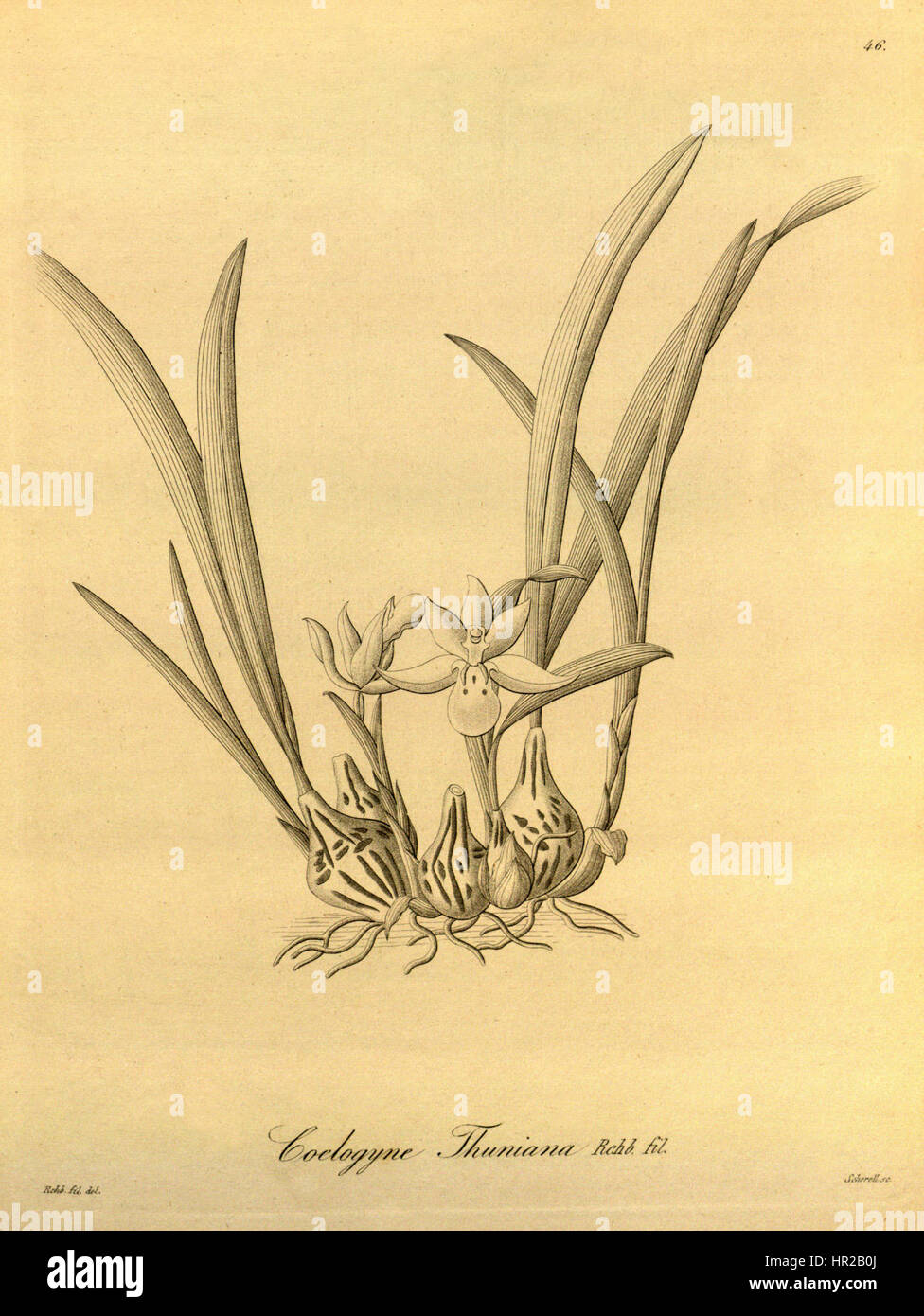 Panisea uniflora (as Coelogyne thuniana) - Xenia vol 1 pl 46 (1858) Stock Photo