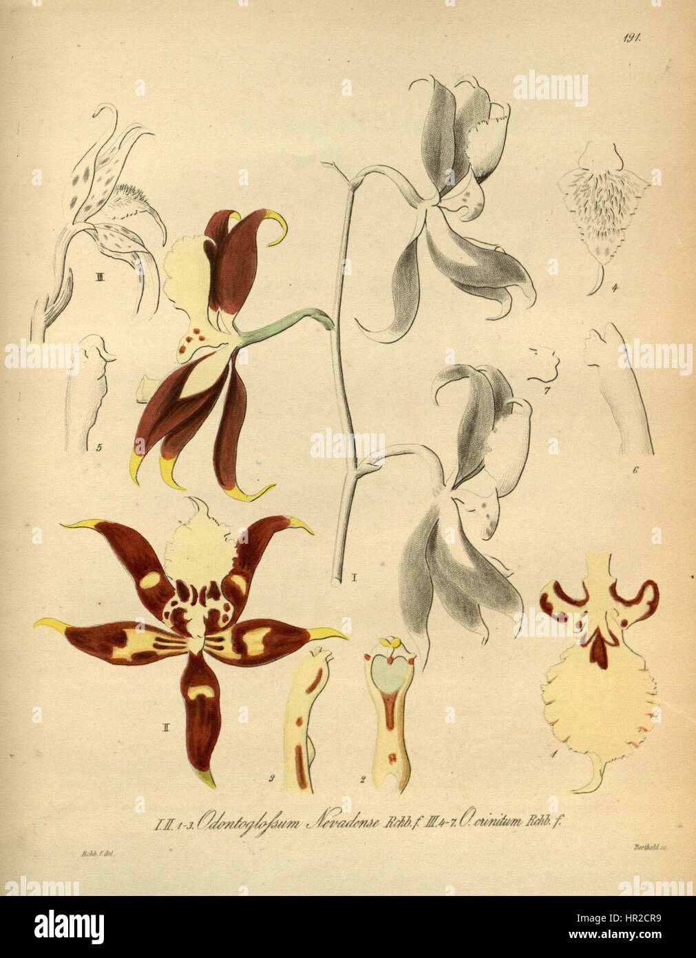Oncidium nevadense (as Odontoglossum nevadense) - Oncidium crinitum (as Odontoglossum crinitum) - Xenia 2 pl 191 Stock Photo