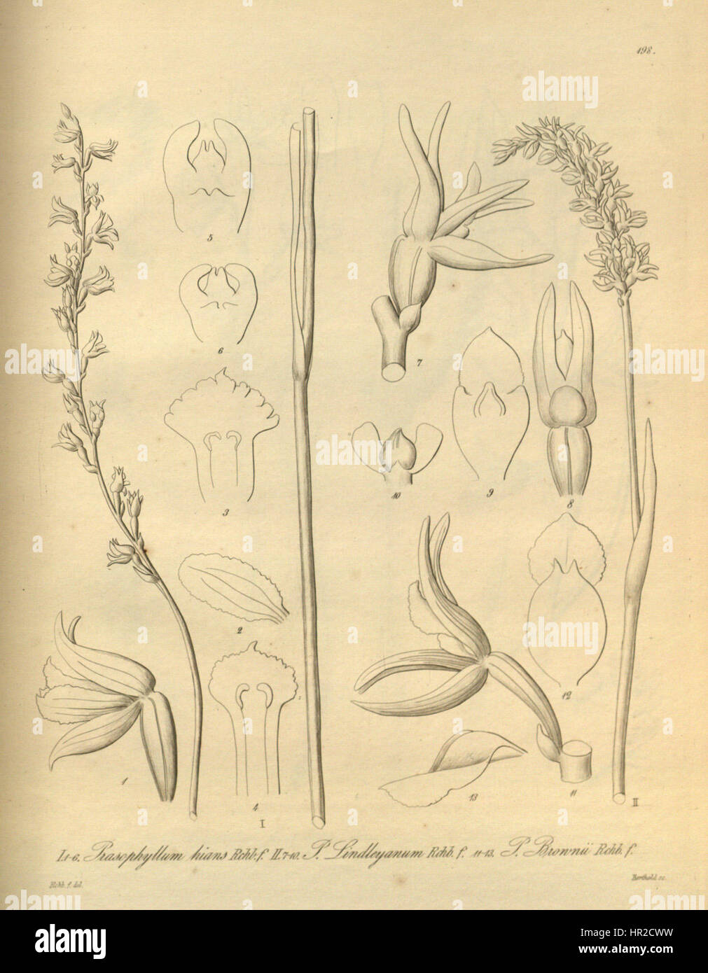 Prasophyllum hians - Prasophyllum lindleyanum - Prasophyllum brownii - Xenia 2 pl 198 Stock Photo