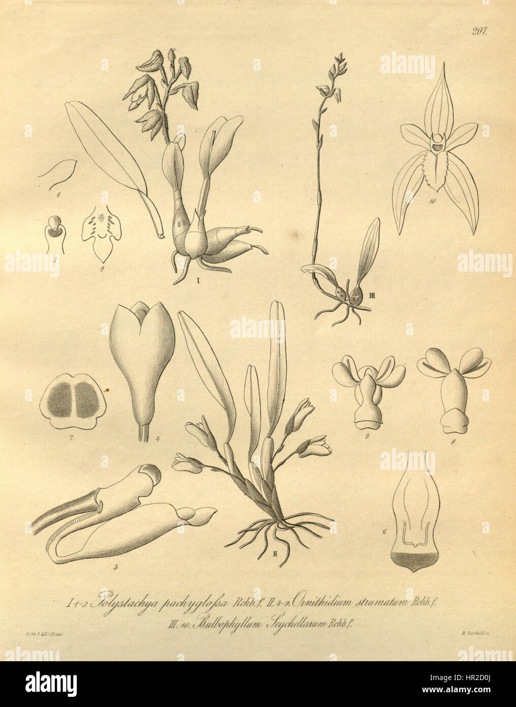 Polystachya sandersonii (as P. pachyglossa) - Camaridium strumatum (as Ornithidium s.) - Bulbophyllum intertextum (as B. seychellarum) - Xenia 3 pl 207 Stock Photo