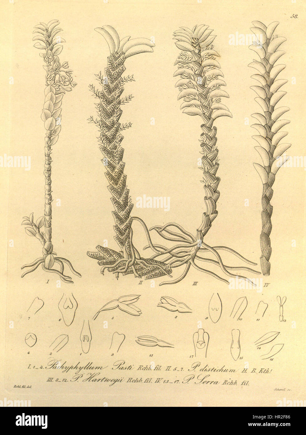 Pachyphyllum pastii - P. hartwegii (as P. distichum) - P. hartwegii - P. serra - Xenia vol 1 pl 58 (1858) Stock Photo