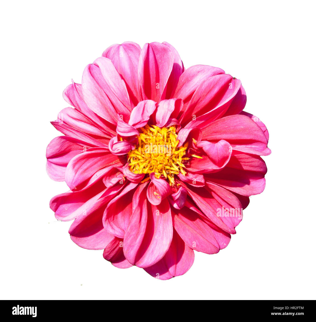 mona lisa flower pink flower spring flower isolated on white background