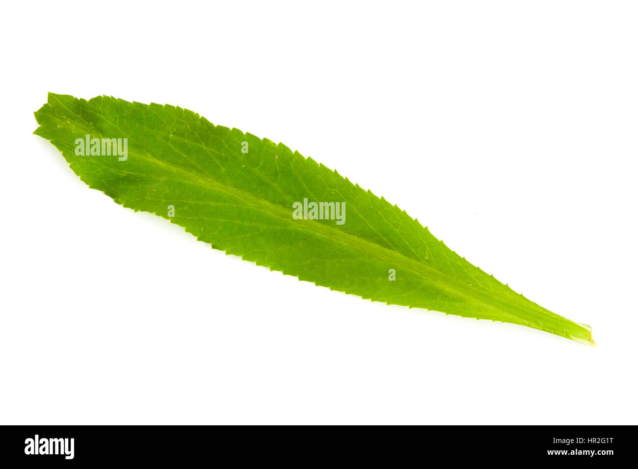 single leaf of eryngium foetidum or long coriander Stock Photo Alamy