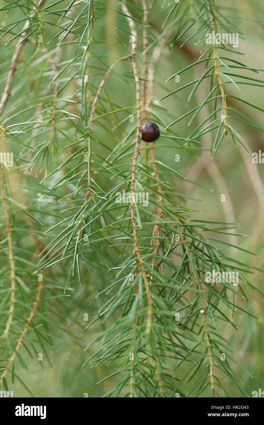 Juniperus rigida at Clyne gardens, Swansea, Wales, UK. Stock Photo