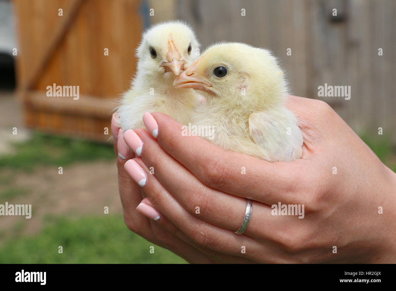 Chickens are in safe Stock Photo Alamy