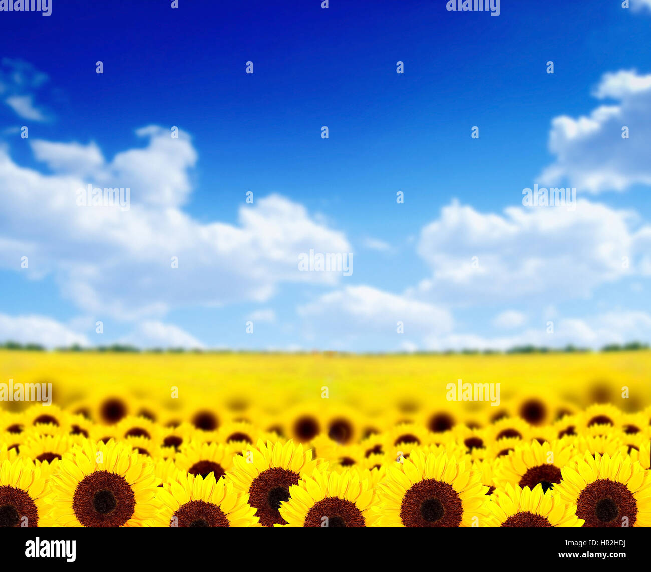 Field full of yellow sunflowers with the focus in the front flower row ...