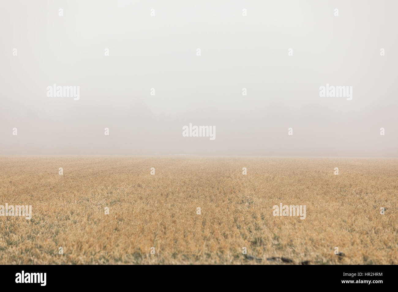 foggy morning over a farm field in the Hamptons Stock Photo