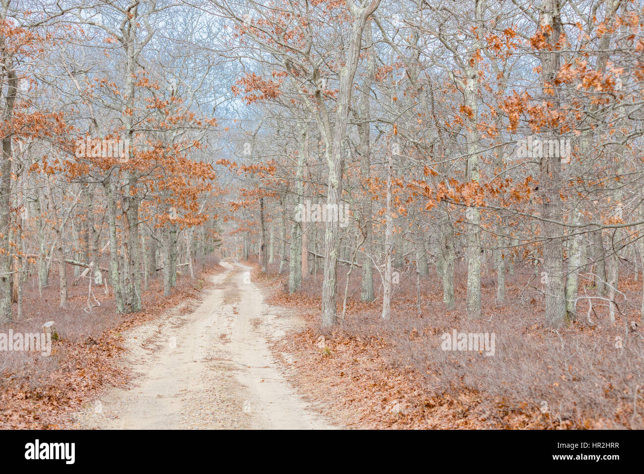 dirt road that leads through the woods in winter Stock Photo