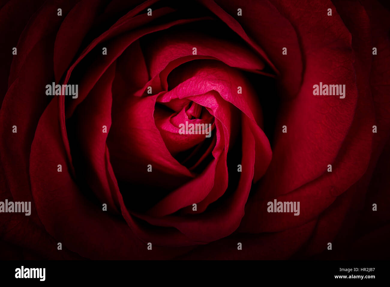 Close up of a deep red rose. Love and Valentine theme. Stock Photo