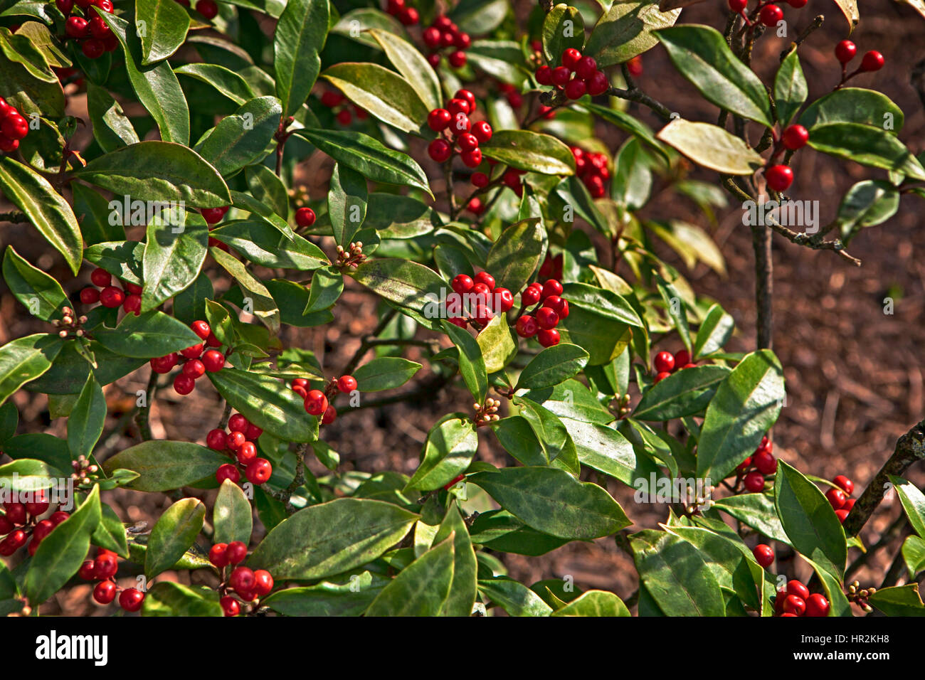 Skimmia japonica subsp. reevsiana in a spring time Stock Photo