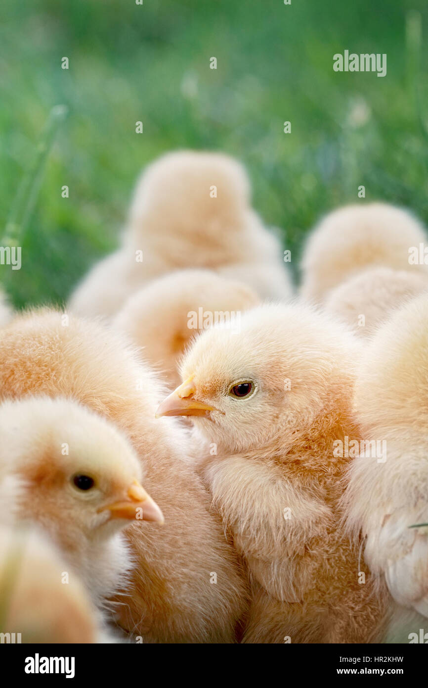 Little Buff Orpington chicks sitting huddled together in the grass. Extreme shallow depth of field. Selective focus on center chick. Stock Photo