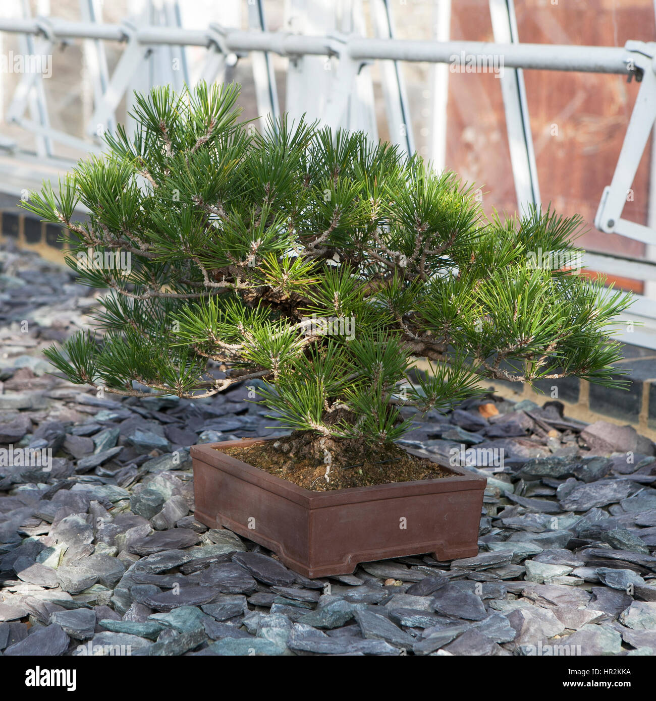 the Japanese black pine bonsai tree (Pinus Thumbergii) Stock Photo