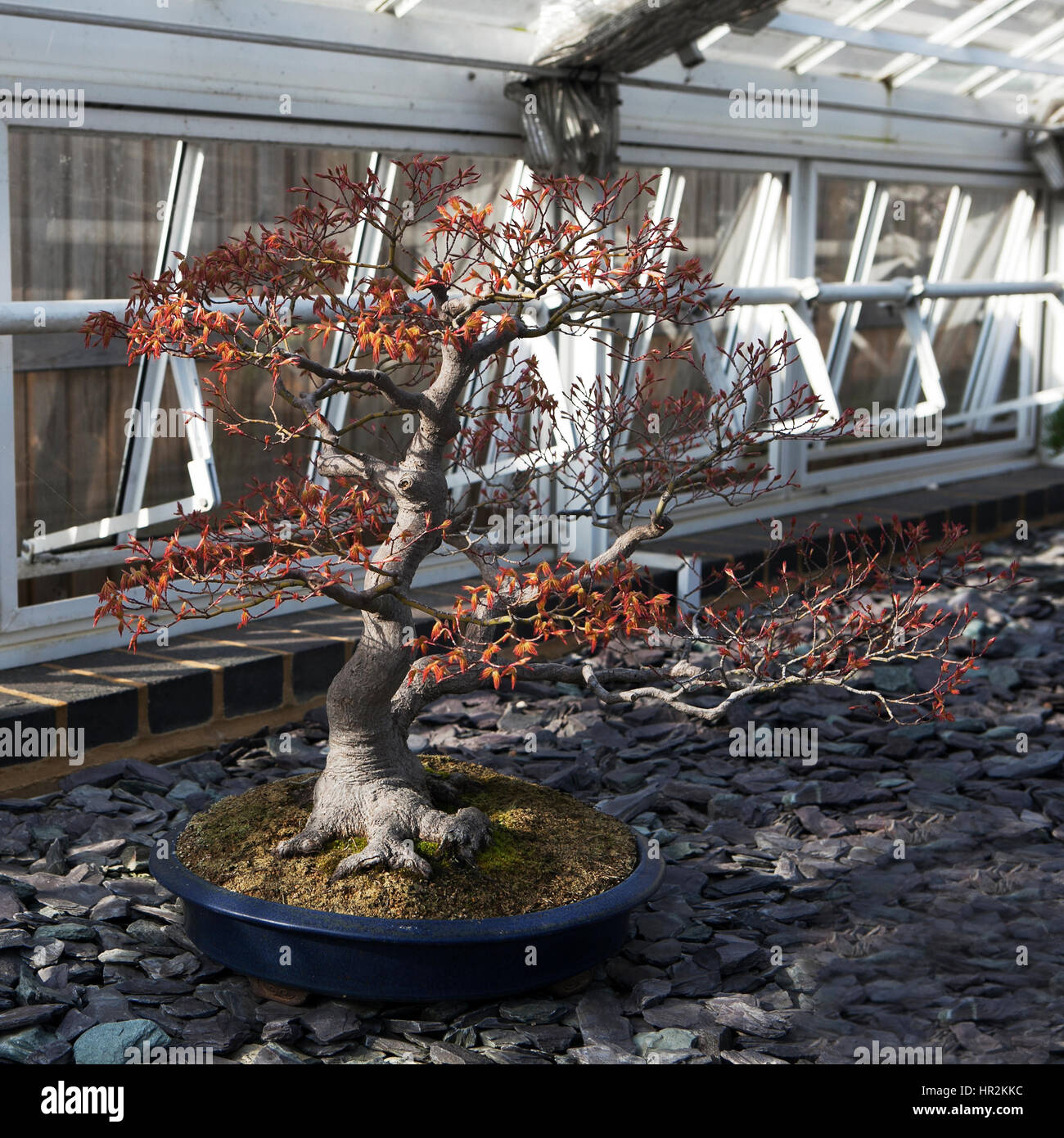 Bonsai Acer Palmatum 'Deshojo' (Japanese Red Maple) in London botanical  garden Stock Photo - Alamy