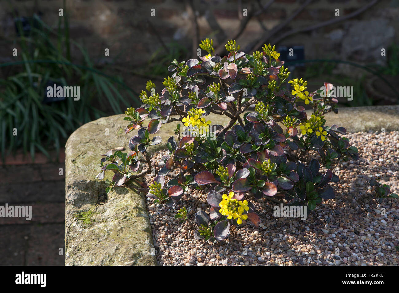 Brassica is a genus of plants in the mustard family, the (Brassicaceae