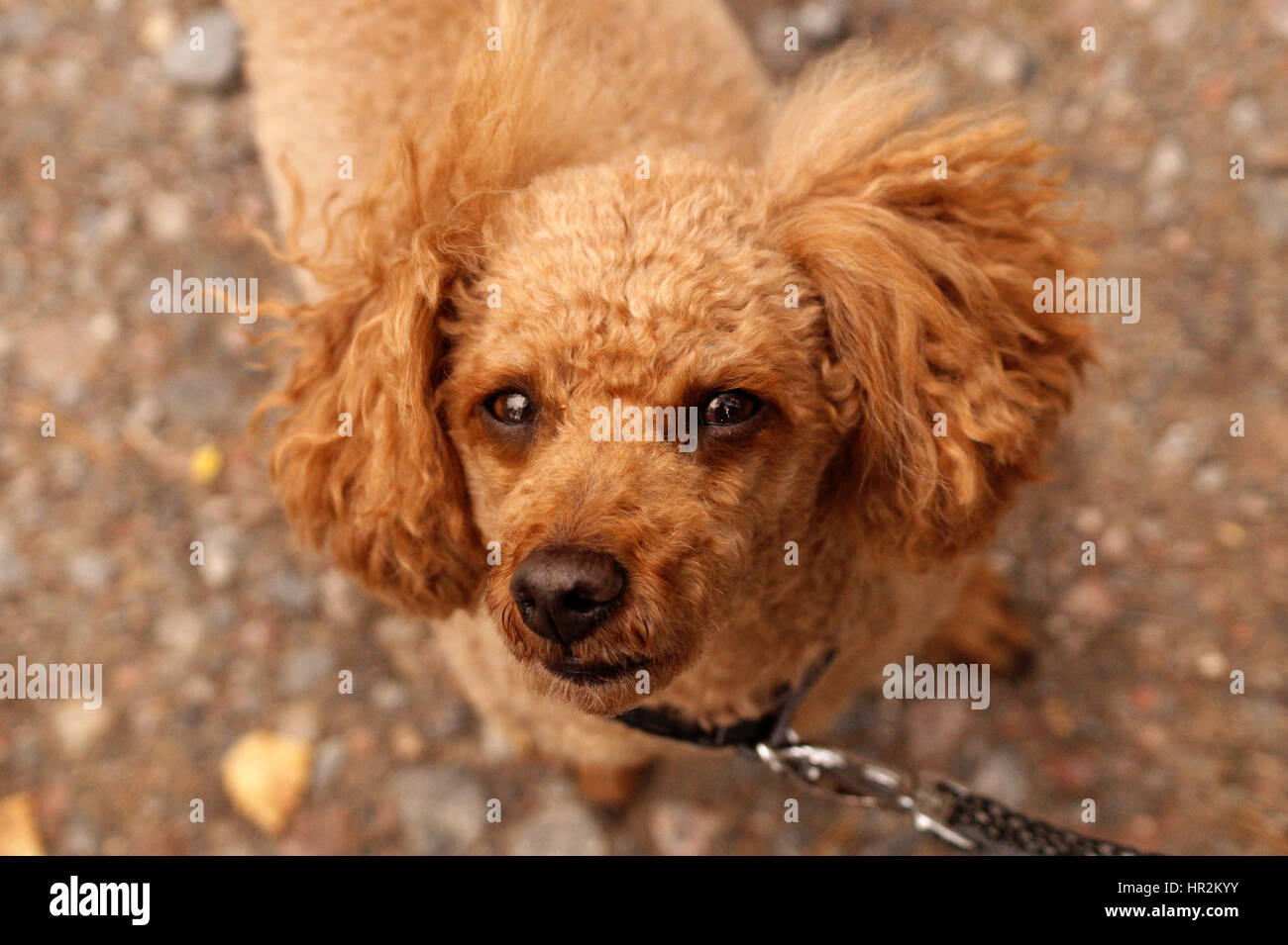 https://c8.alamy.com/comp/HR2KYY/cute-poodle-looking-at-the-camera-HR2KYY.jpg
