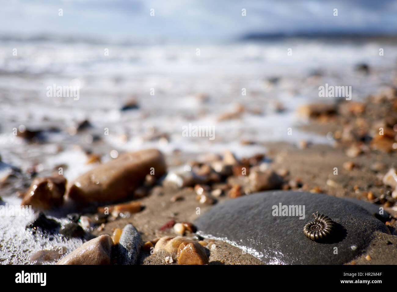 Ammonite on the beach at Charmouth, Dorset. Part of the Jurassic Coast in southern England Stock Photo