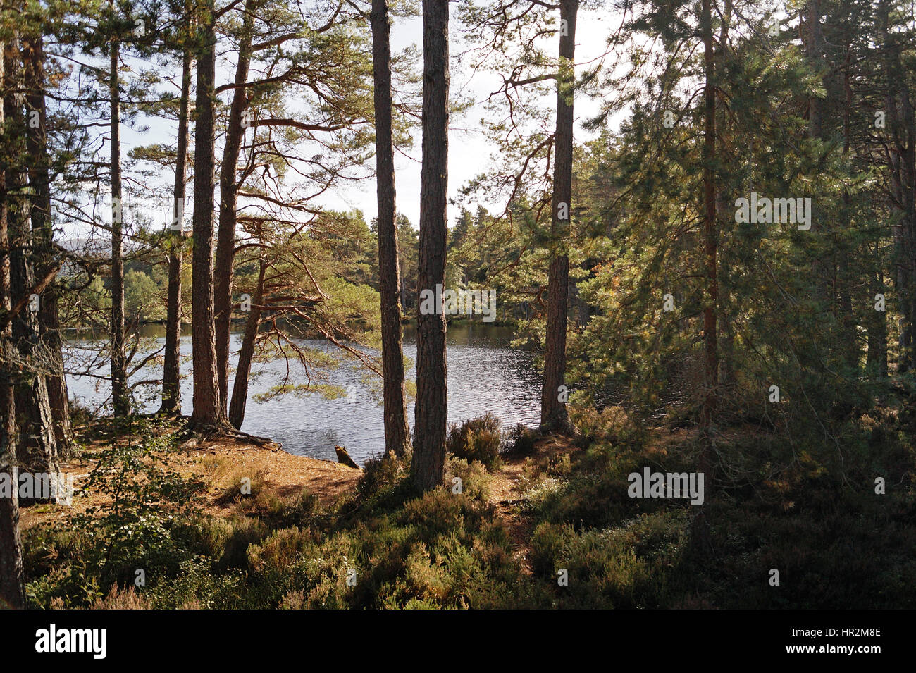 View overlooking Uath Lochans Through the Trees Stock Photo